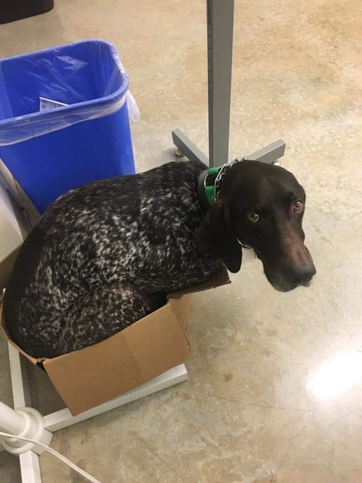 Illustration de l'article : Ces 15 photos de chiens qui se prennent pour des chats