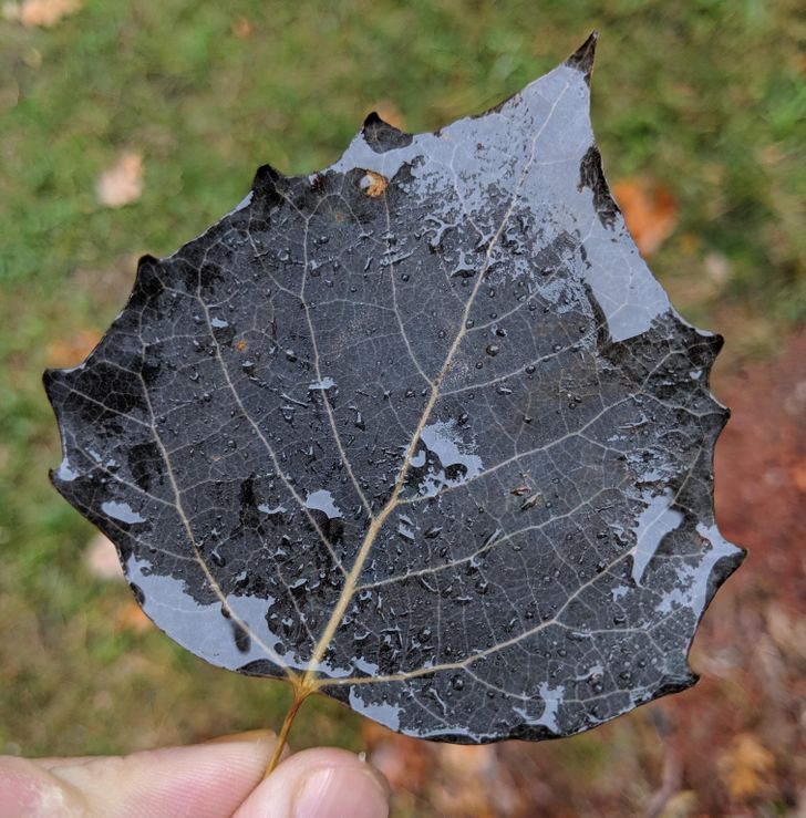 Illustration de l'article : Ces 17 photos qui montrent à quel point la nature est riche