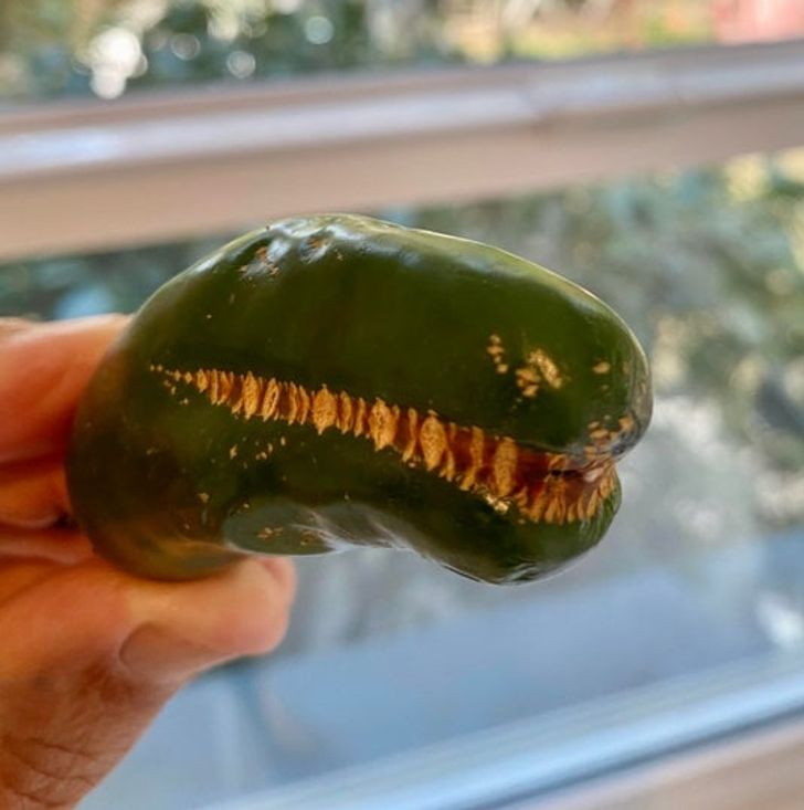 Illustration de l'article : Ces 15 objets qui ne sont pas ce qu'on croit 