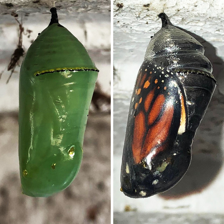 Illustration de l'article : Ces 22 images qui donnent un regard nouveau sur le monde