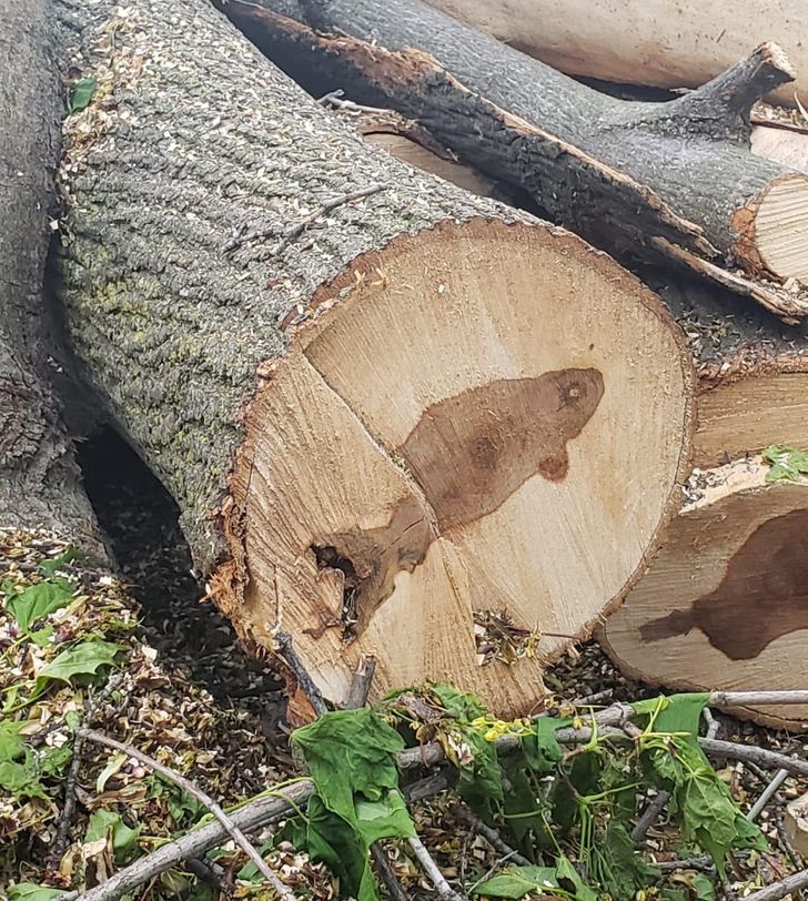 Illustration de l'article : Ces 20 photos illustrant les oeuvres insolites de la nature