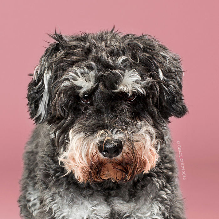 Illustration de l'article : 16 chiens photographiés avant et après une bonne coupe pour l'été !