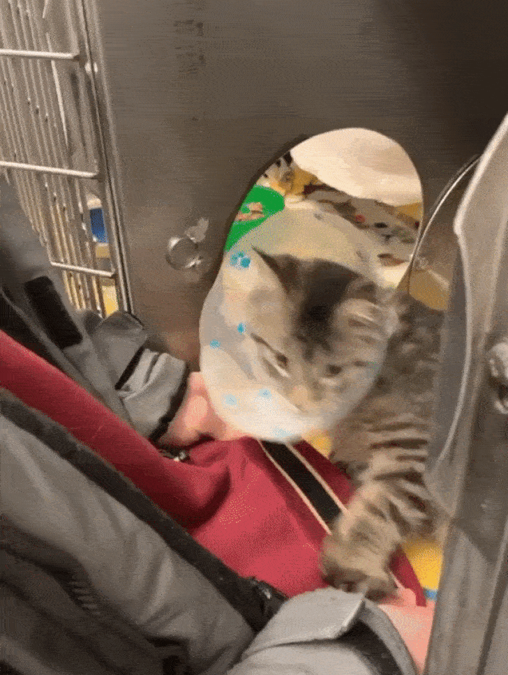 Illustration de l'article : Ces 24 photos qui montrent la joie de vivre