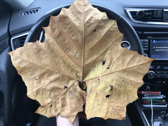 Illustration de l'article : 27 personnes partagent avec vous leurs découvertes incroyables