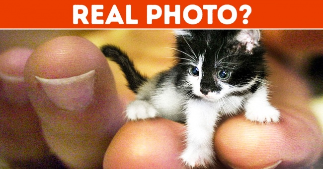 Illustration de l'article : 14 choses que vous ne saviez pas sur la vie en général