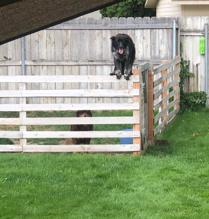 Illustration de l'article : Ces 15 photos de chiens qui se prennent pour des chats