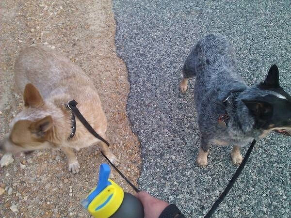 Illustration de l'article : 32 camouflages accidentels sûrement mieux réussis que s’ils avaient été faits exprès