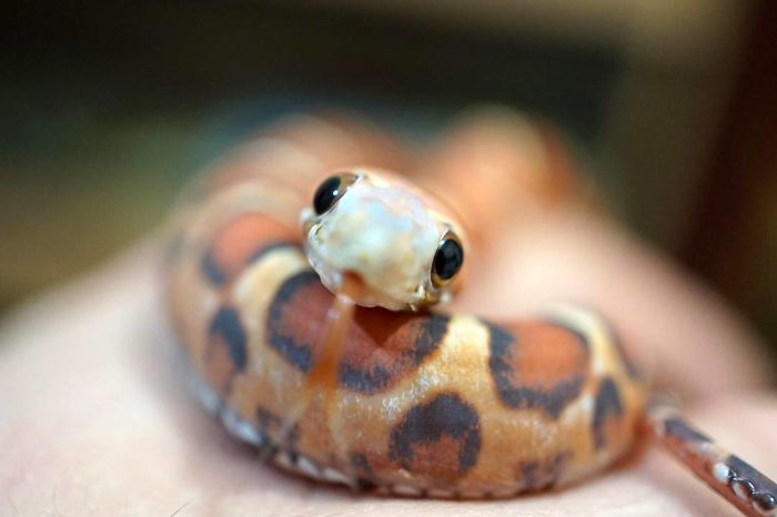 Illustration de l'article : 20 serpents qui vous aideront sûrement à dédramatiser les reptiles
