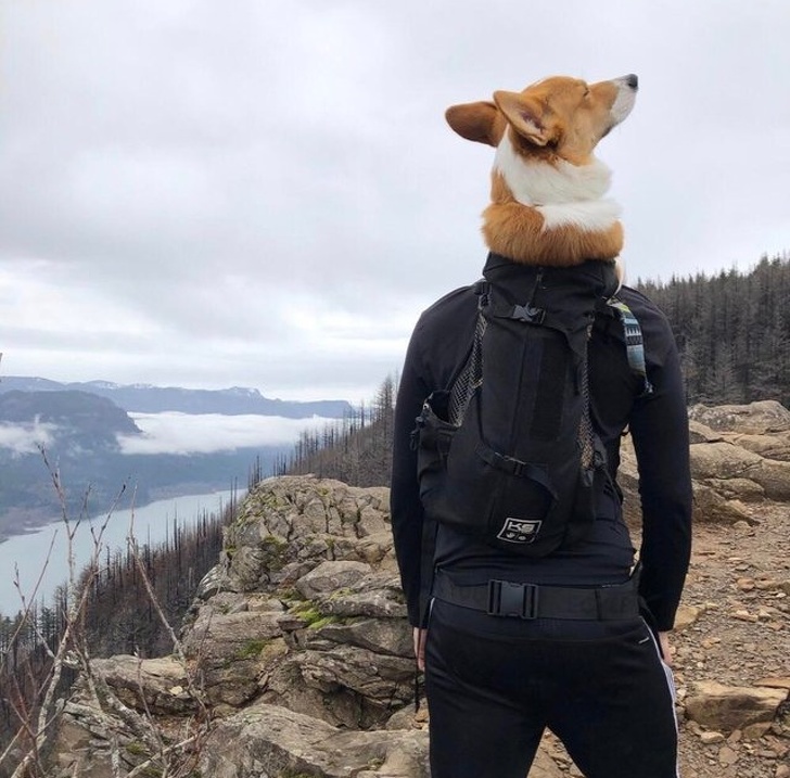 Illustration de l'article : Ces 20 photos qui ont été prises au plus parfait des moments