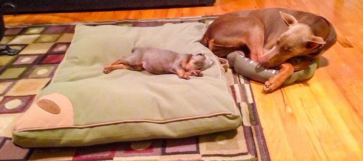 Illustration de l'article : Ces 20 photos qui montrent ce qu'est le véritable amour