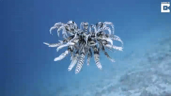 Illustration de l'article : Ces 27 choses rares mais qui ont existé un jour