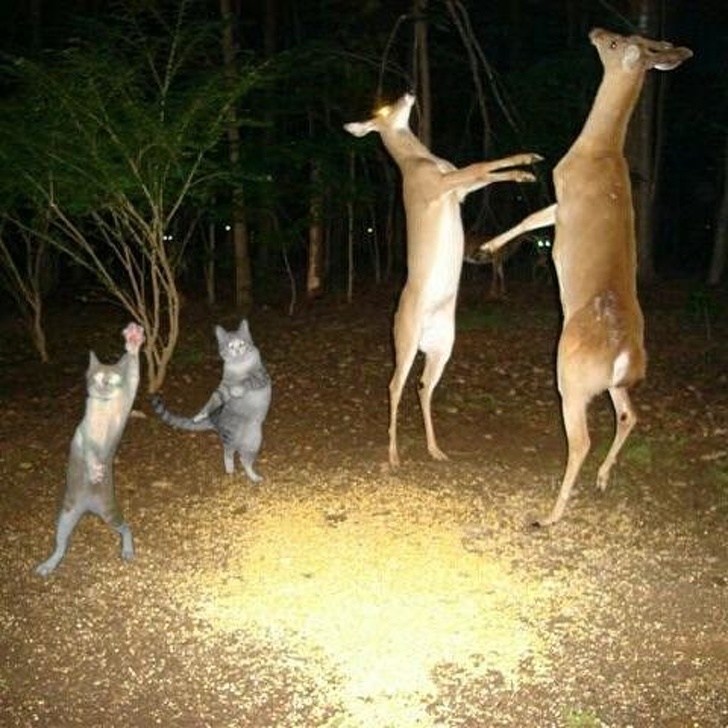 Illustration de l'article : Ces 18 photos de situations bizarres capturées par des internautes