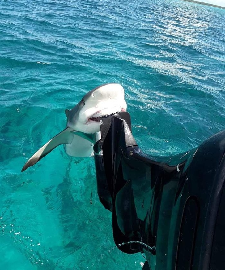 Illustration de l'article : Ces 17 photos qui sont la preuve de la bizarrerie du monde