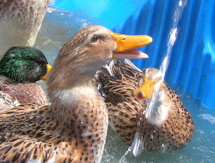 Illustration de l'article : Ces 20 photos qui montrent que le bonheur peut se trouver n'importe où