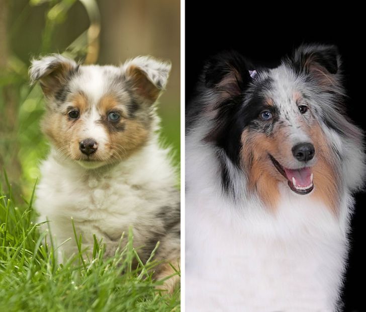 Illustration de l'article : Ces 20 photos de chiots devenus des molosses