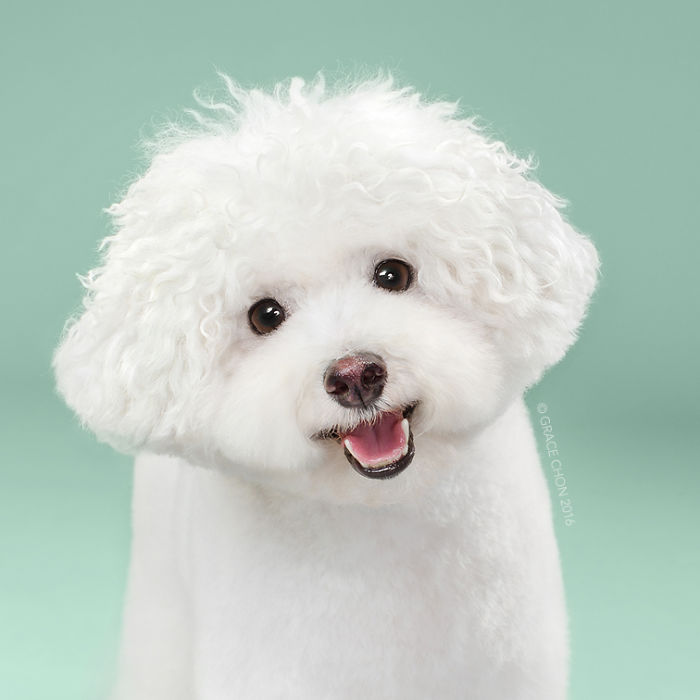Illustration de l'article : 16 chiens photographiés avant et après une bonne coupe pour l'été !