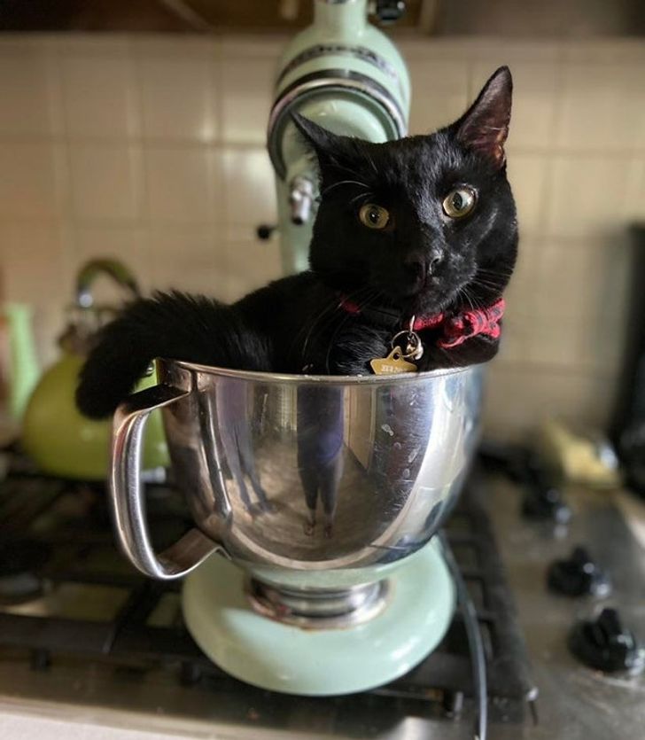 Illustration de l'article : Ces 20 photos de chats qui ont une drôle d'idée du confort