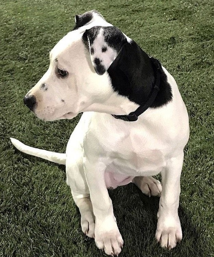 Illustration de l'article : Ces 19 photos qui produisent une illusion parfaite