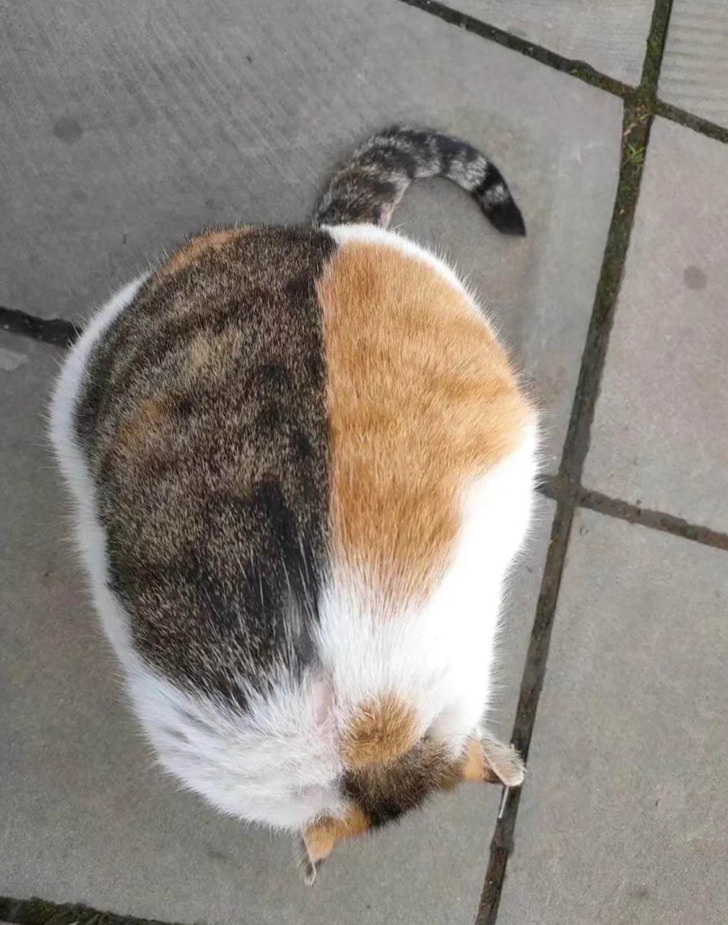 Illustration de l'article : Quand l'illusion d'optique nous joue des tours : découvrez ces 15 images déconcertantes