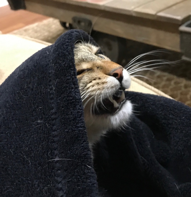 Illustration de l'article : Ferez-vous partie des 1% de personnes n’ayant pas ri devant ces 22 photos ?