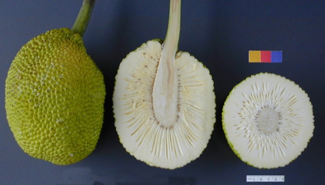 Illustration de l'article : 20 fruits exotiques rares à connaître si vous partez en exploration dans la forêt tropicale