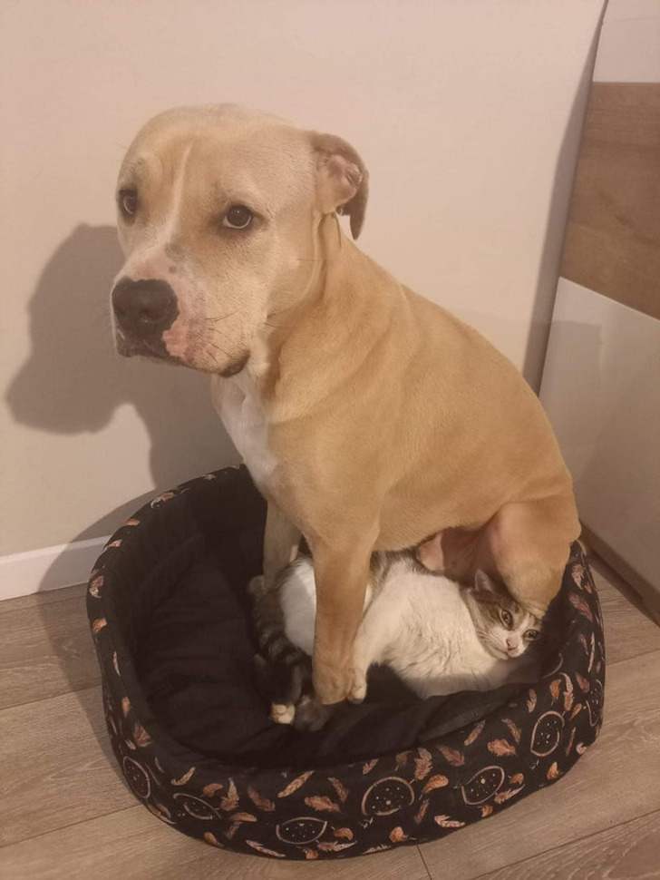 Illustration de l'article : Les joies du quotidien avec des animaux et des enfants en 20 clichés amusants