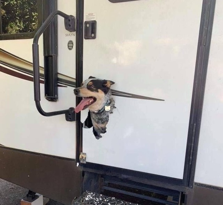 Illustration de l'article : Ces 18 photos de gens qui ne sont pas nés sous une bonne étoile