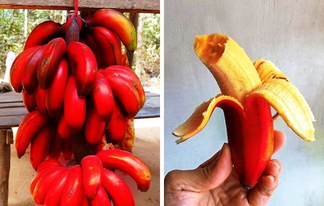 Illustration de l'article : 20 fruits exotiques rares à connaître si vous partez en exploration dans la forêt tropicale