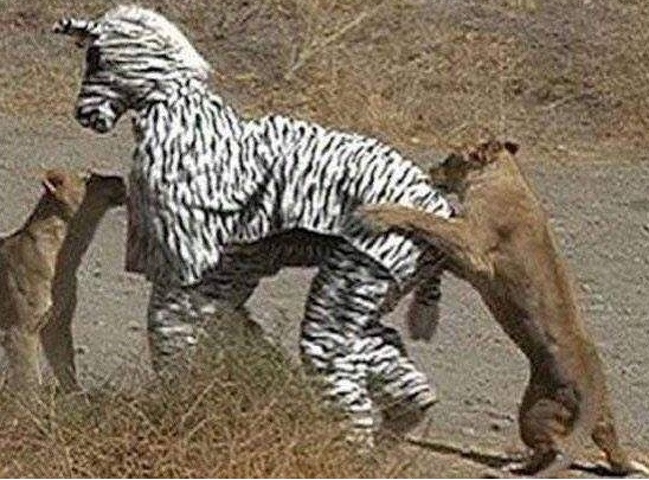 Illustration de l'article : Certains choix sont plus intelligents que d'autres, la preuve en 28 photos