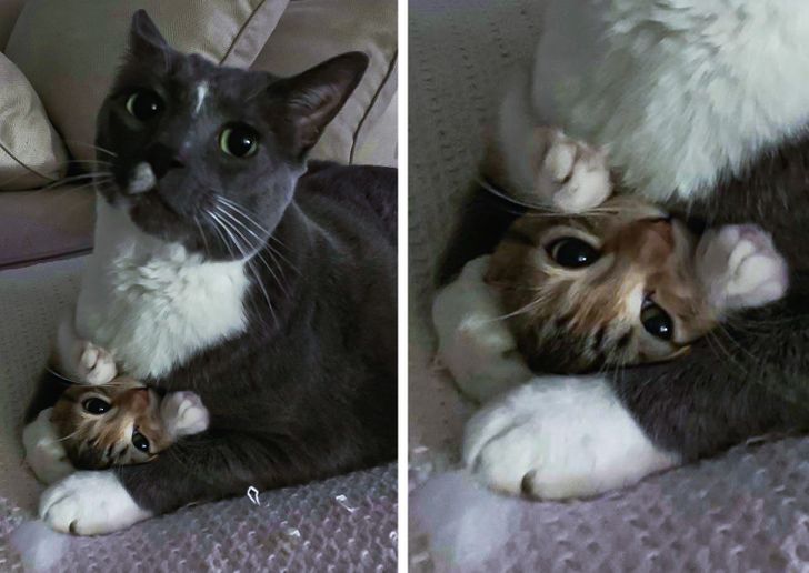 Illustration de l'article : Ces 16 photos qui réchauffent le cœur et illuminent la journée