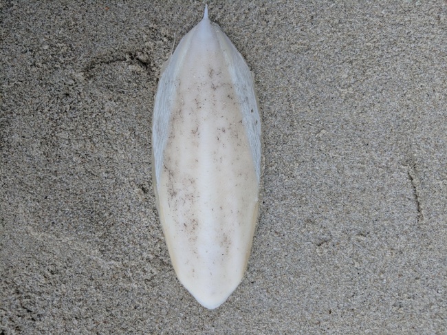 Illustration de l'article : 19 choses les plus étranges rencontrées sur la planète