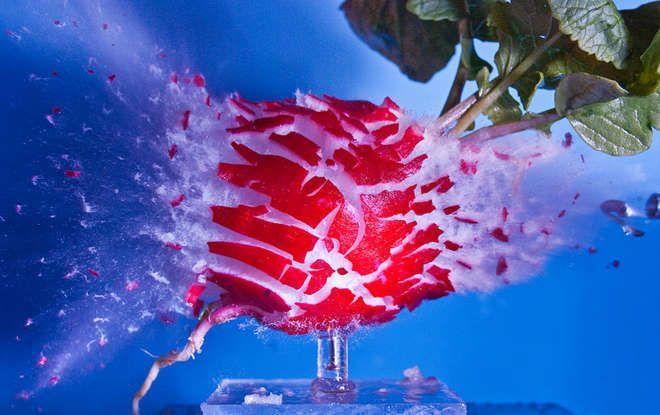 Illustration de l'article : 12 photos d’objets du quotidien transpercés par une balle