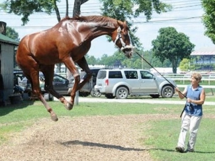 Comment Convaincre Ses Parents D Avoir Un Cheval Ces 26 photos qui montrent des situations prises au bon moment
