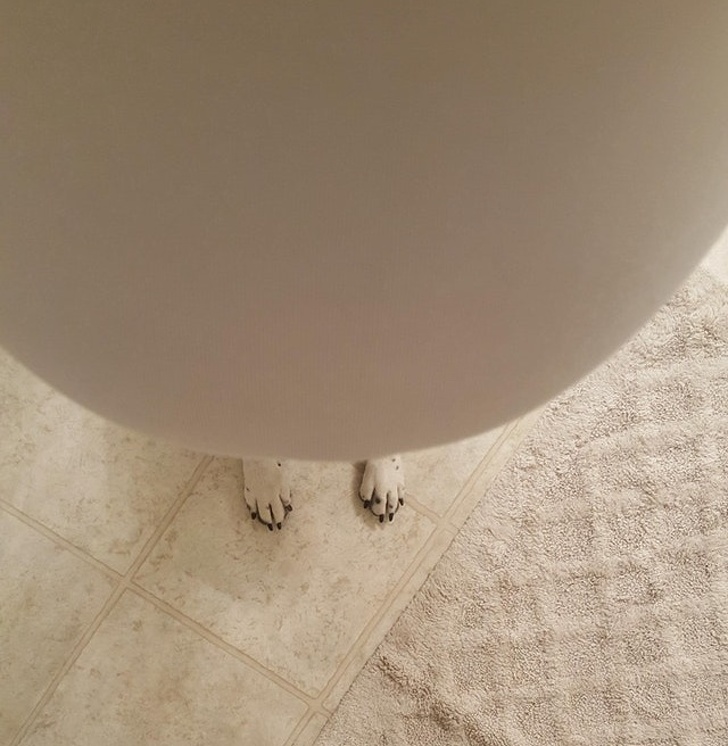 Illustration de l'article : Ces 20 photos qui montrent que certaines familles ont un grain de folie