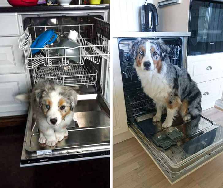 Illustration de l'article : Ces 20 photos de chiens et de chats qui sont devenus géants