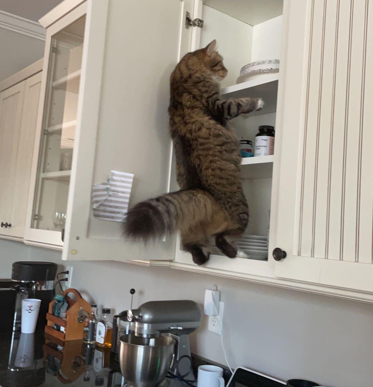 Illustration de l'article : Ces 19 photos de chats qui défient toutes les lois établies