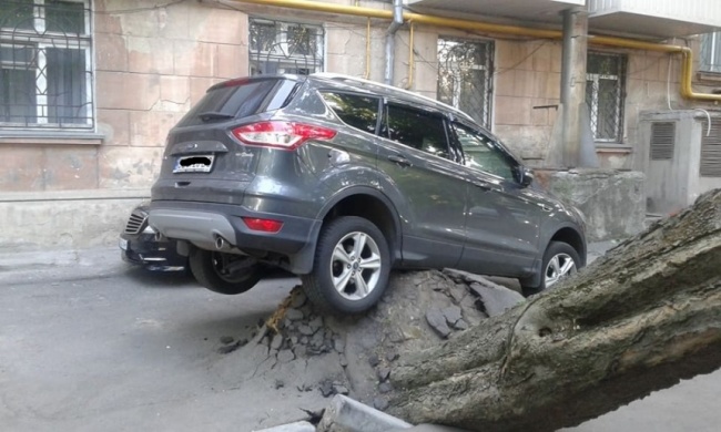 Illustration de l'article : 24 des pires poisses les plus redoutées