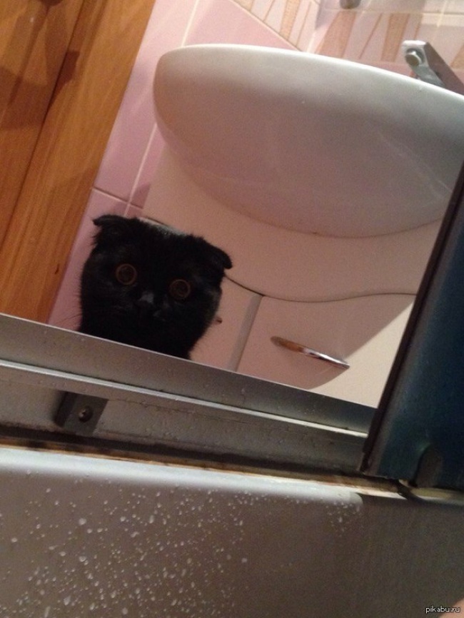 Illustration de l'article : 27 situations inattendues dans lesquelles se sont retrouvés certains animaux