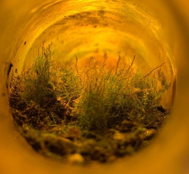 Illustration de l'article : Ces 20 photos qui illustrent les originalités de la nature