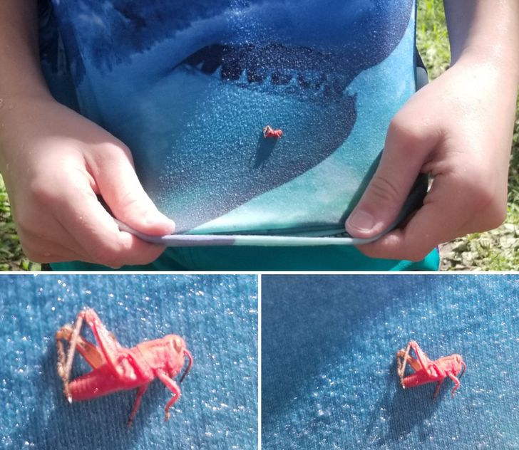 Illustration de l'article : Ces 16 photos qui illustrent la beauté et l'originalité de la nature