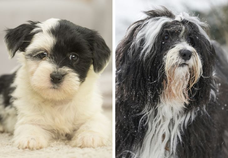 Illustration de l'article : Ces 20 photos de chiots devenus des molosses