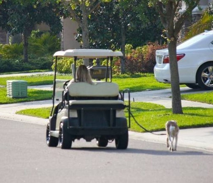 Illustration de l'article : Ces 14 images de la paresse en action