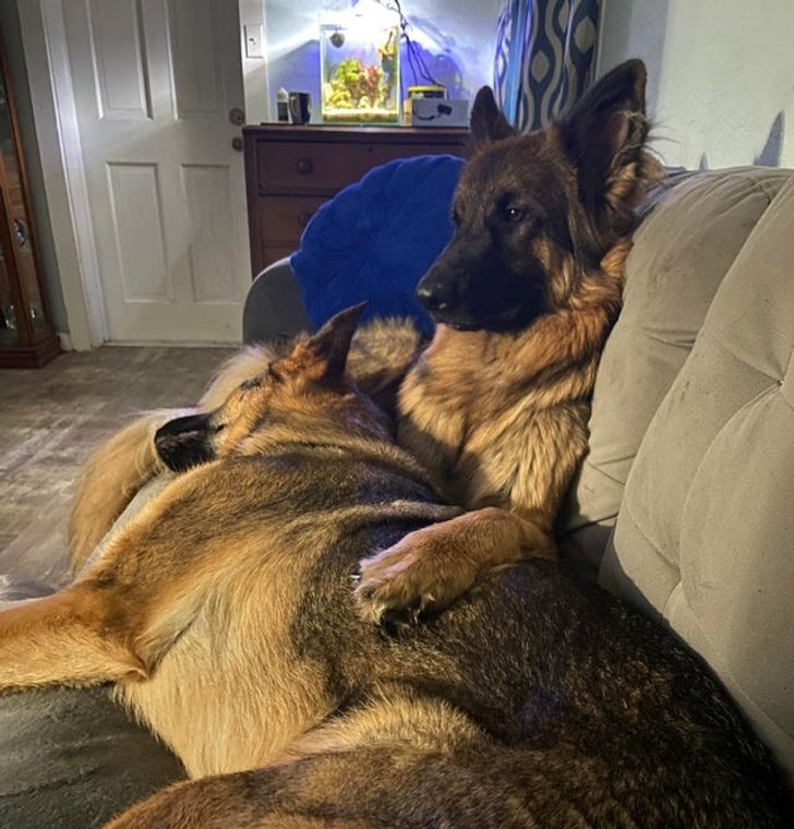 Illustration de l'article : Ces 19 photos illustrant les plus belles amitiés entre animaux de compagnie