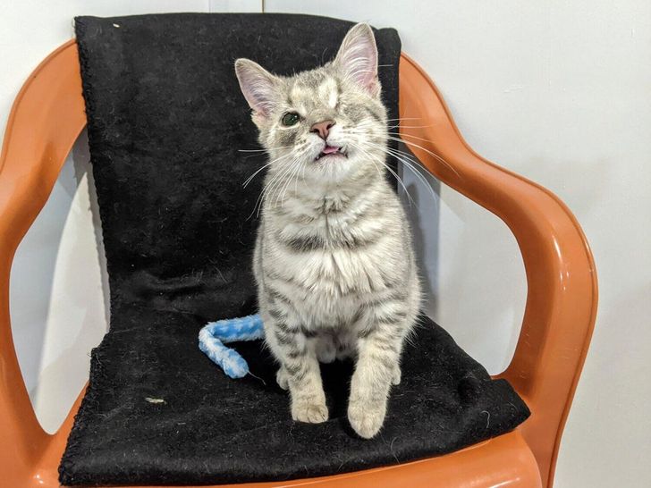 Illustration de l'article : Ces 17 photos d'animaux qui ont trouvé un foyer aimant