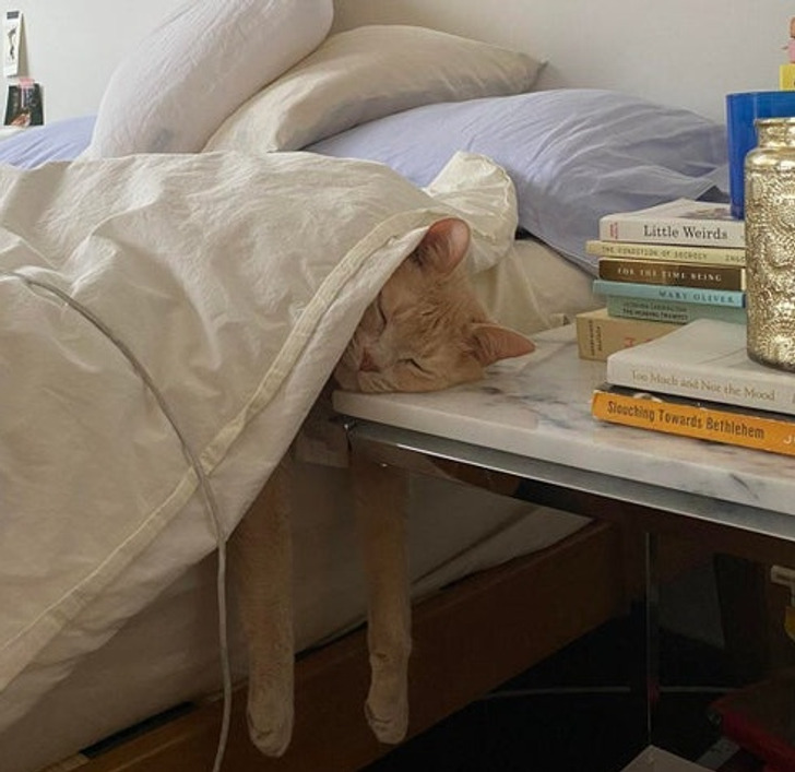 Illustration de l'article : Ces 20 photos d'animaux de compagnie en plein sommeil