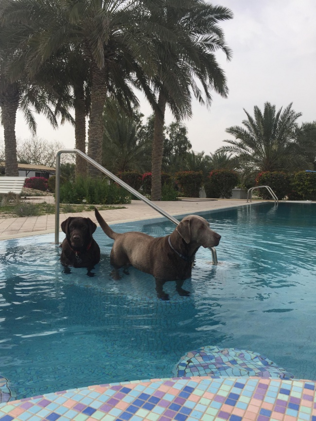 Illustration de l'article : 23 photos qui vont vous prouver que notre monde est parfois étrange