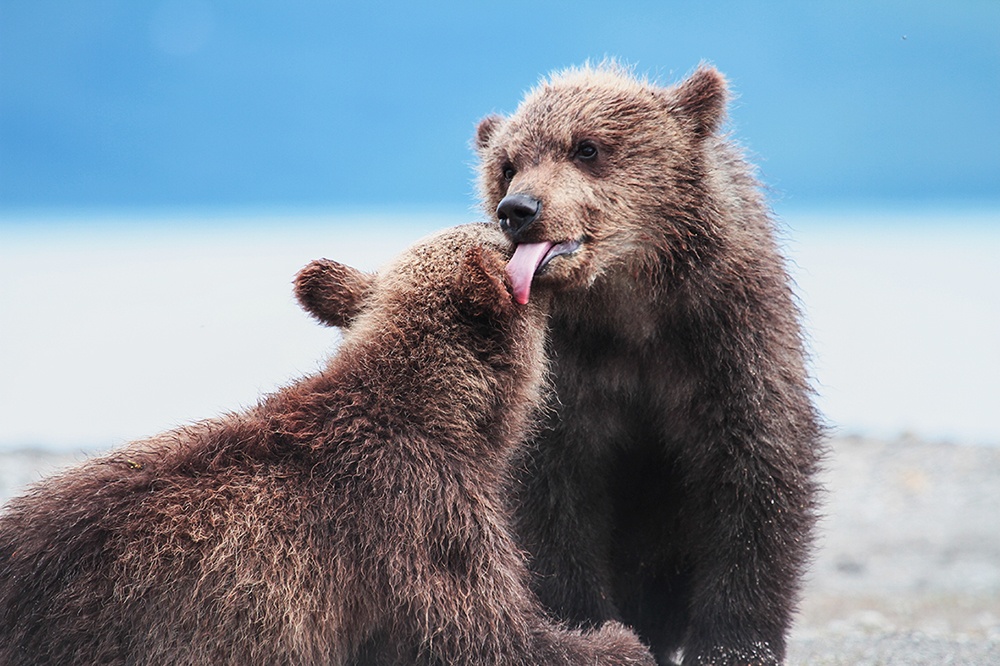 Illustration de l'article : 16 images captivantes sur les faits naturels les plus fascinants au monde 