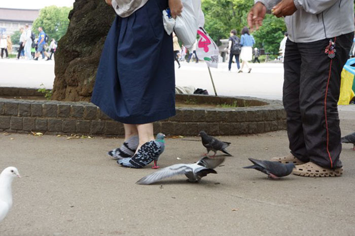 Illustration de l'article : Au Japon, une femme effraie les passants avec des chaussures en pigeons