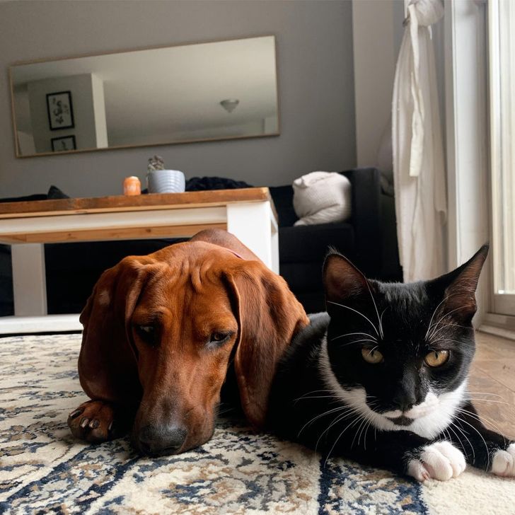 Illustration de l'article : Ces 19 photos illustrant les plus belles amitiés entre animaux de compagnie