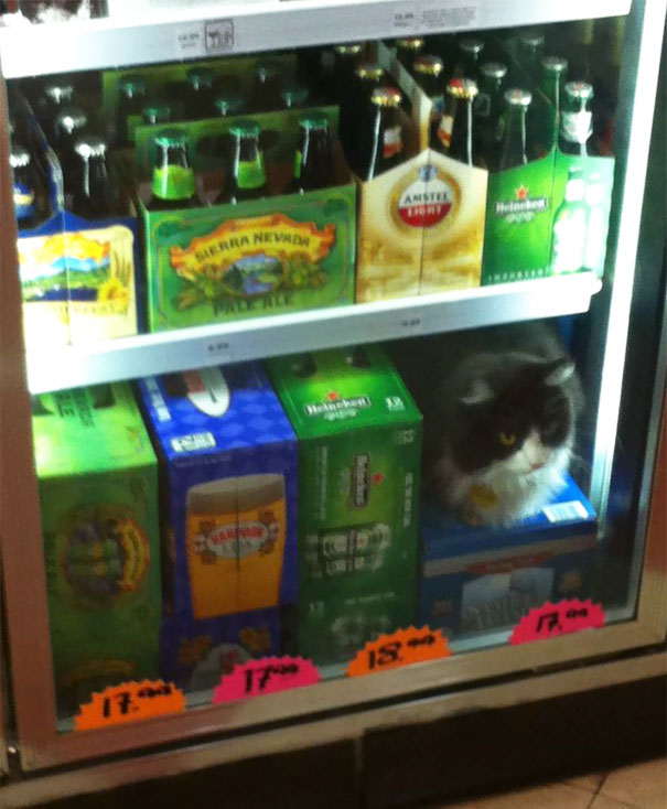 Illustration de l'article : Qui a vraiment le niveau pour trouver l'intrus sur ces 100 photos ? 